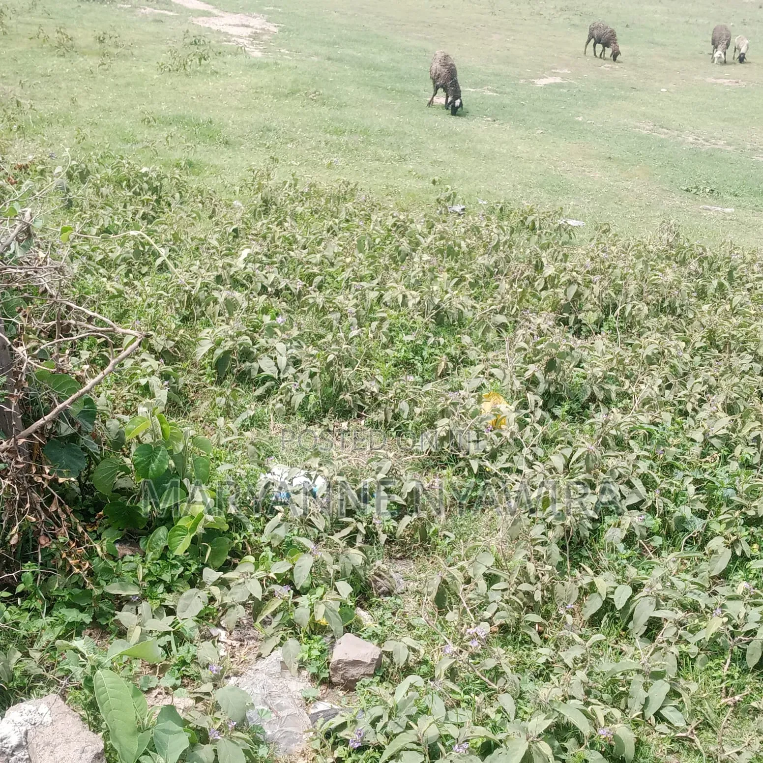 50 by 100 Plot in Narumoro West Opposite Jacanas Hotel