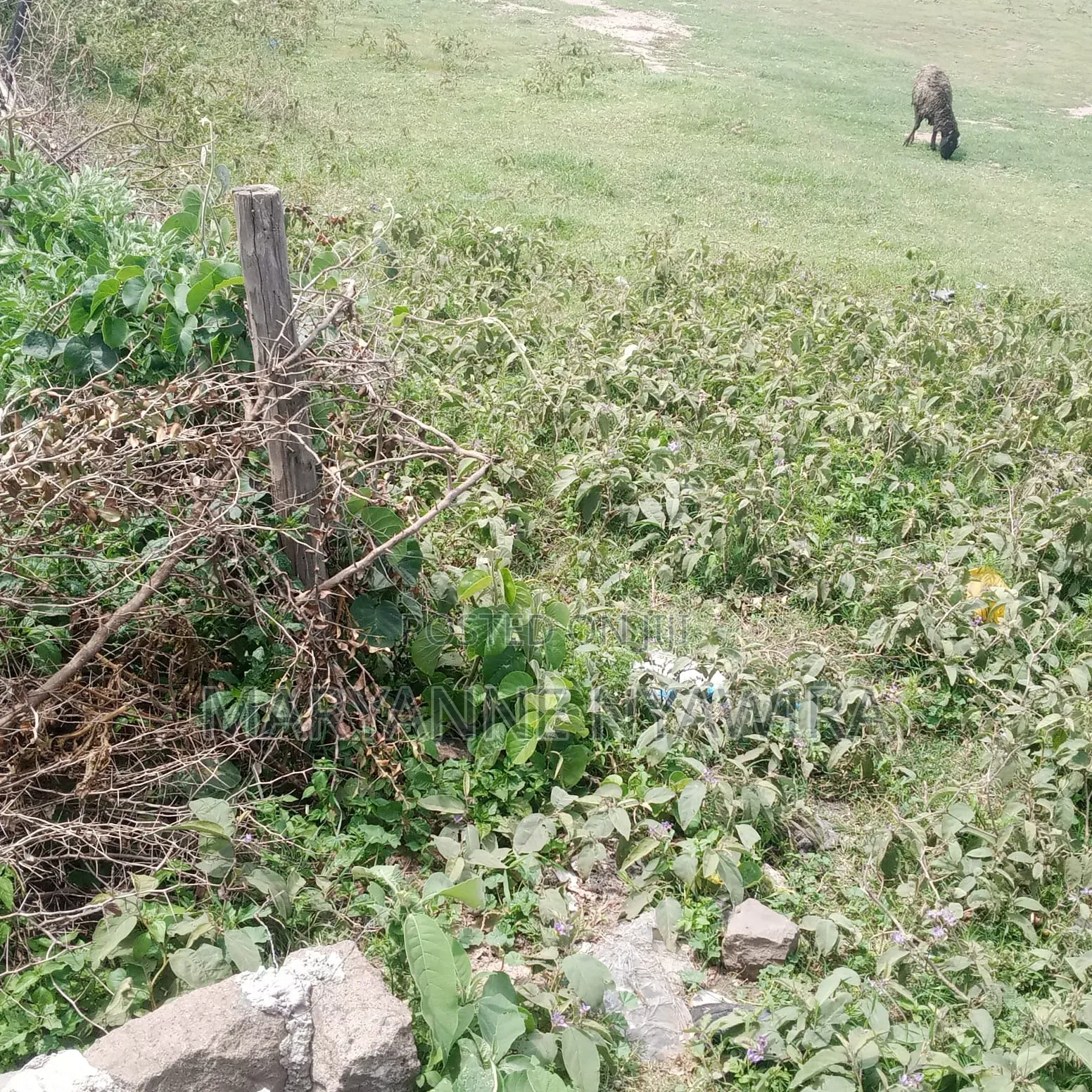50 by 100 Plot in Narumoro West Opposite Jacanas Hotel