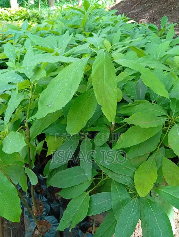 Seedling Fruits Hass Ovacado