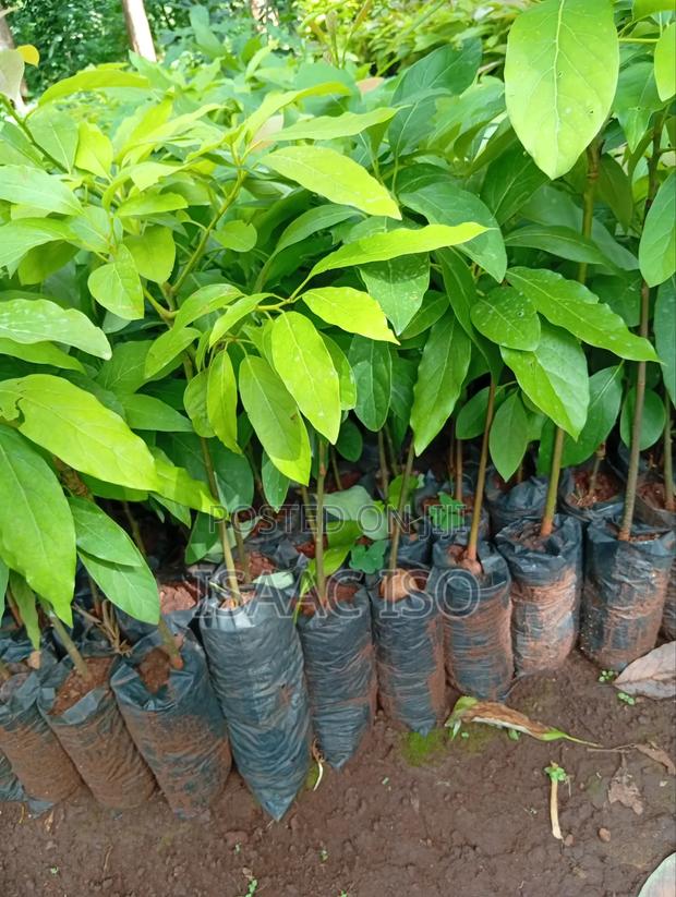 Seedling Fruits Hass Ovacado - thumbnail 3