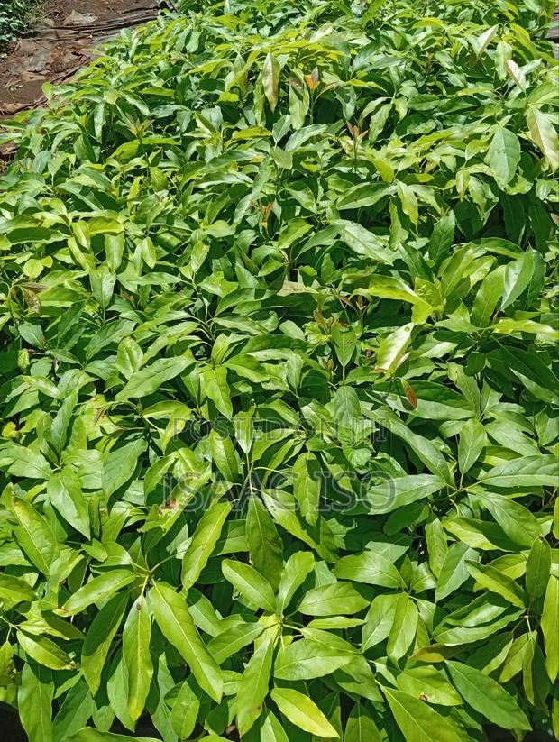 Seedling Fruits Hass Ovacado - thumbnail 5