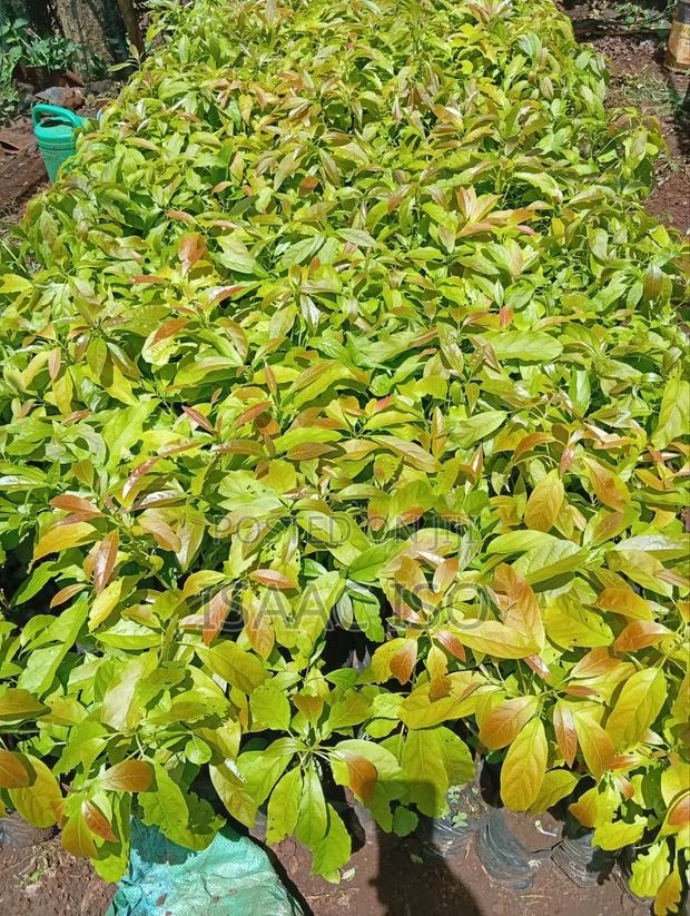 Seedling Fruits Hass Ovacado - thumbnail 6