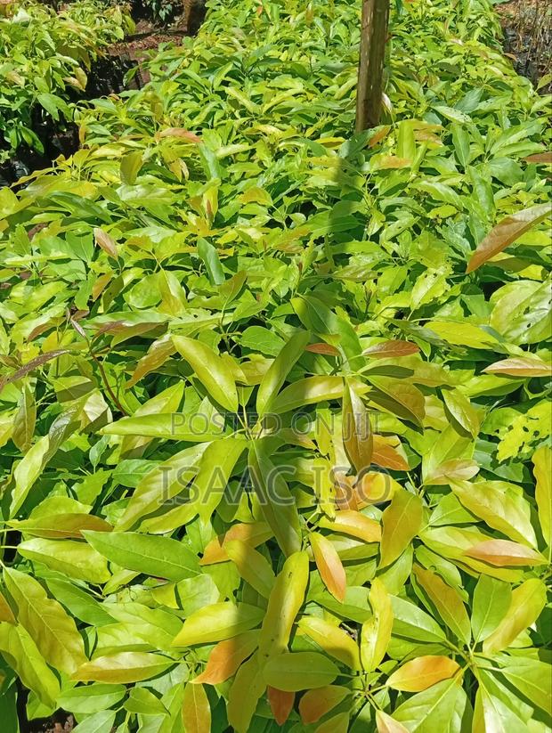 Seedling Fruits Hass Ovacado - thumbnail 7