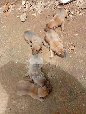 1-3 months Male Mixed Breed Boerboel