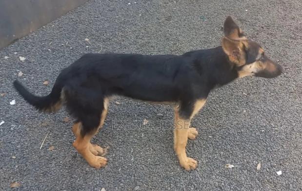 6-12 months Female Purebred German Shepherd - thumbnail 2