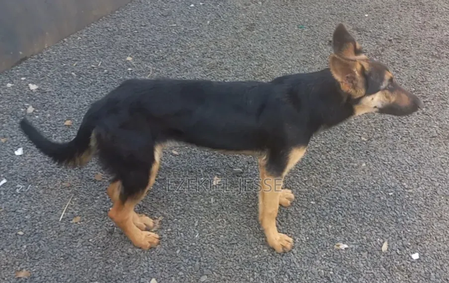 6-12 months Female Purebred German Shepherd