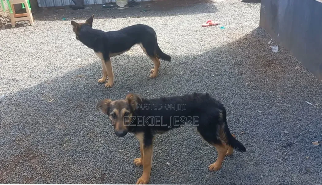 6-12 months Female Purebred German Shepherd