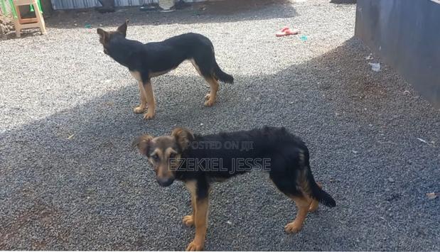 6-12 months Female Purebred German Shepherd - thumbnail 3