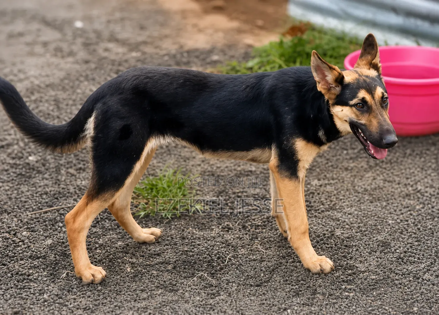 6-12 months Female Purebred German Shepherd