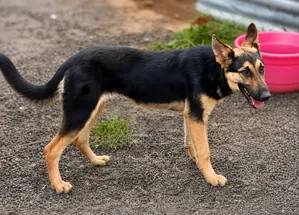 6-12 months Female Purebred German Shepherd