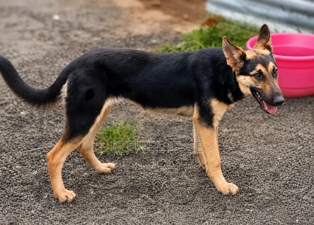 6-12 months Female Purebred German Shepherd