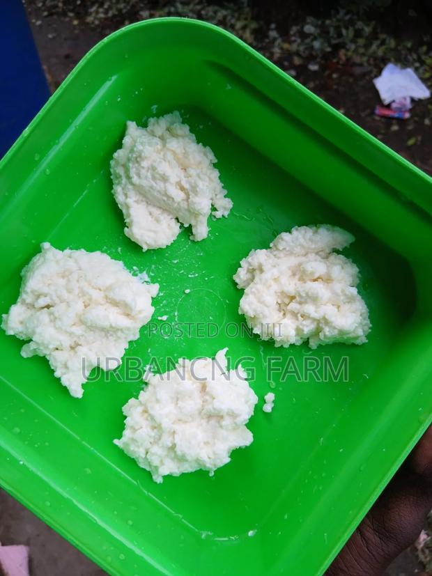 Milk Kefir Grains for Making Probiotic Yoghurt Fresh Kefir Milk - thumbnail 3