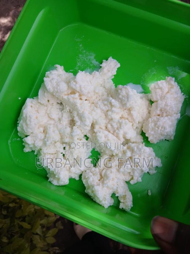 Milk Kefir Grains for Making Probiotic Yoghurt Fresh Kefir Milk - thumbnail 4