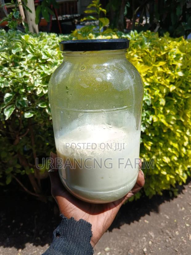 Milk Kefir Grains for Making Probiotic Yoghurt Fresh Kefir Milk - thumbnail 5