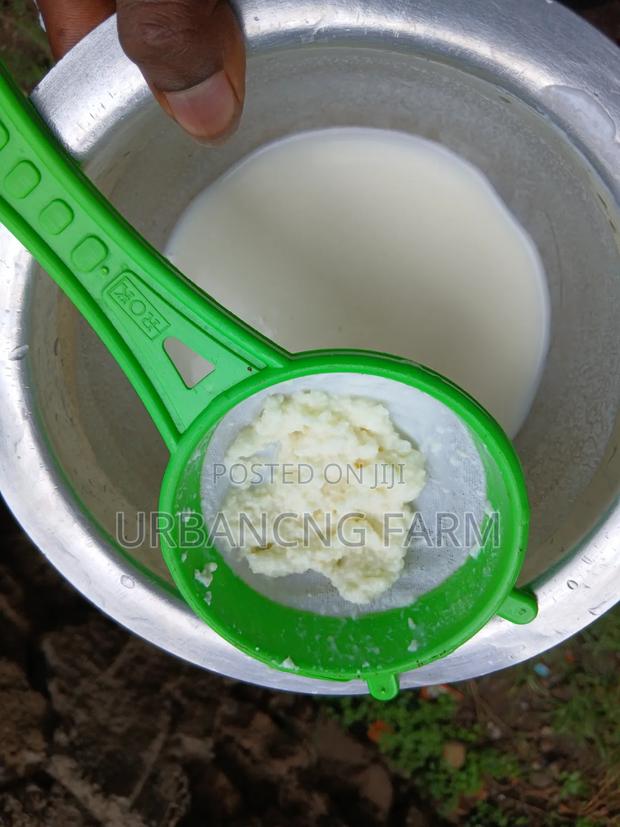 Milk Kefir Grains for Making Probiotic Yoghurt Fresh Kefir Milk - thumbnail 6