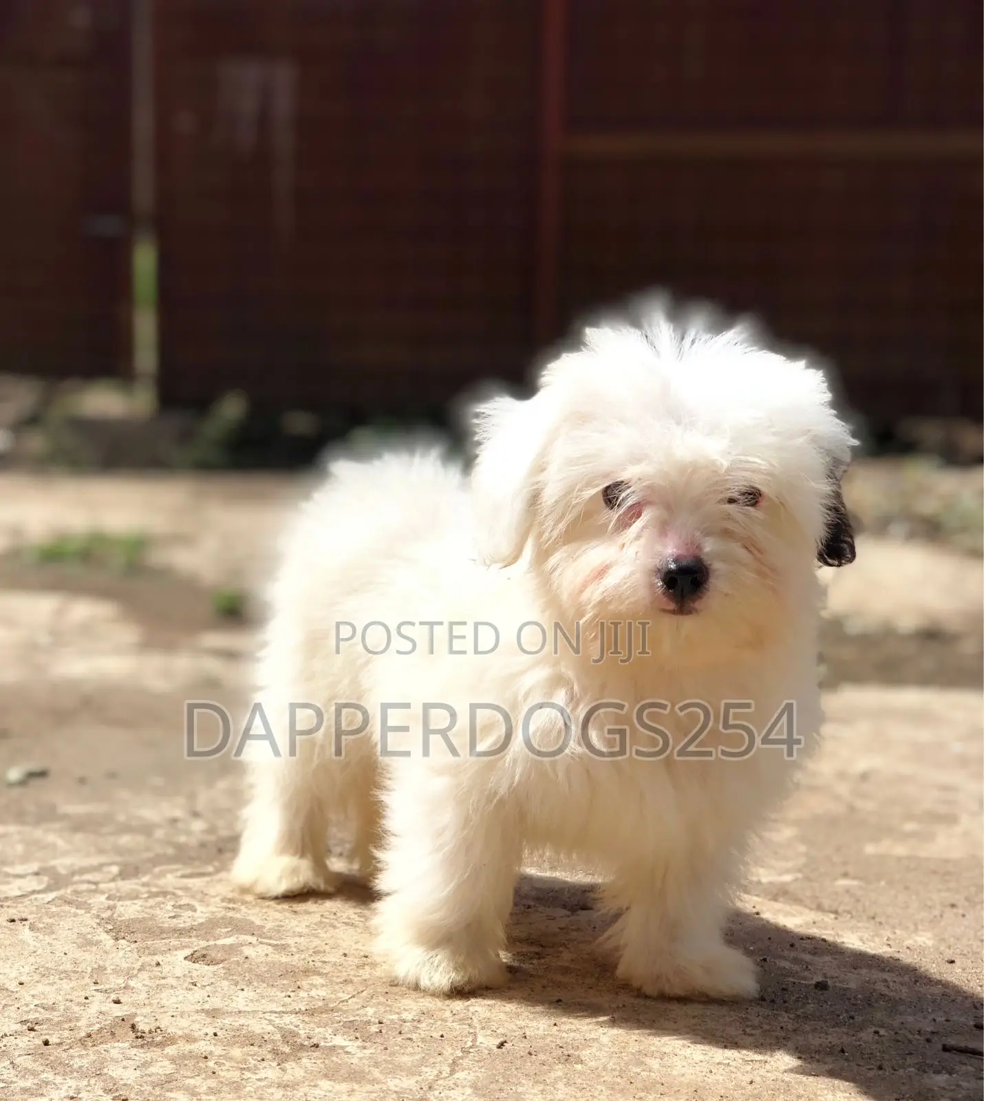 1-3 months Male Purebred Havanese