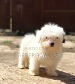 1-3 months Male Purebred Havanese