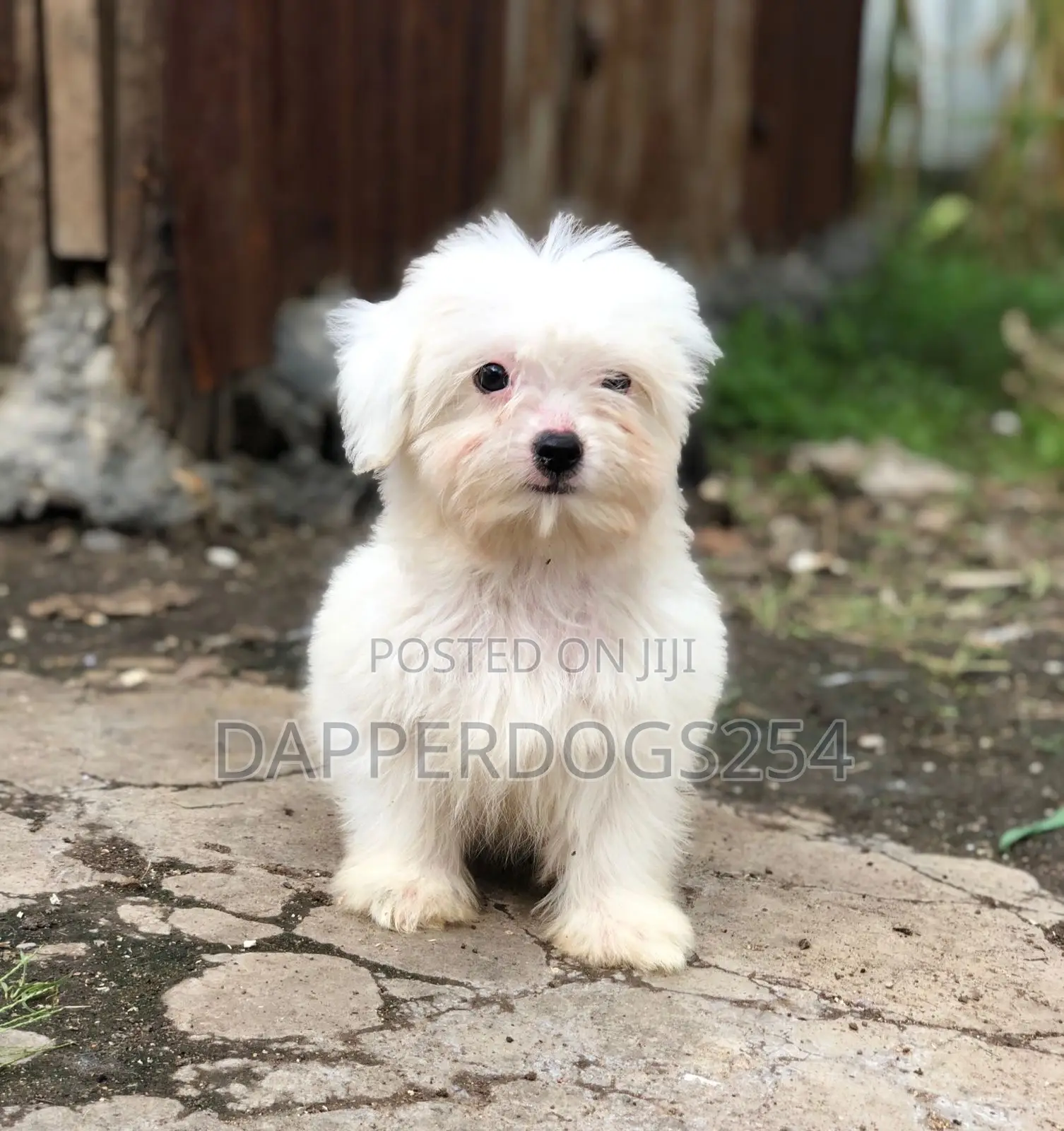 1-3 months Male Purebred Havanese