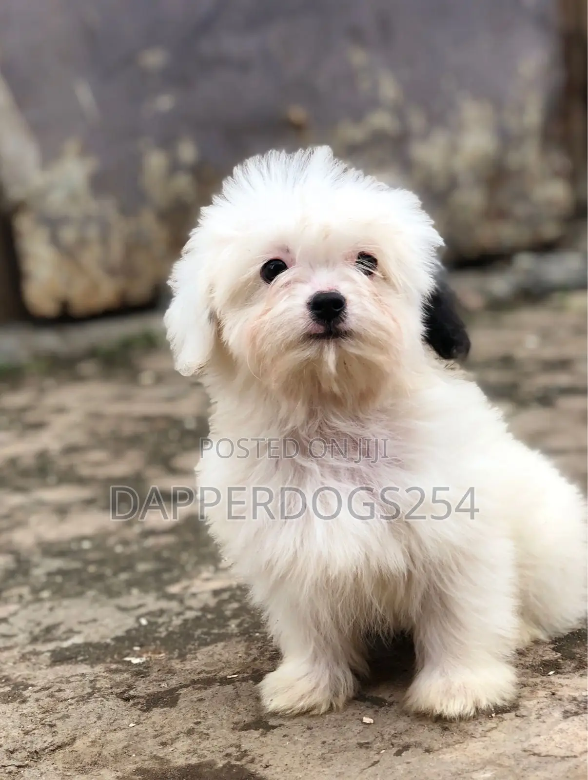 1-3 months Male Purebred Havanese