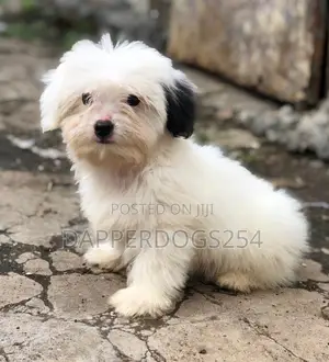 1-3 months Male Purebred Havanese