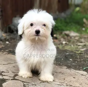 1-3 months Male Purebred Havanese