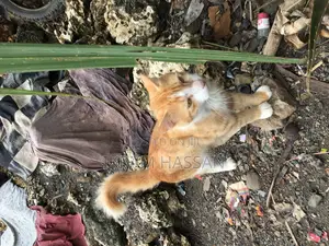 6-12 months Male Mixed Breed Maine Coon