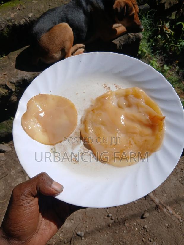 Fresh Kombucha Scoby, 1 Fresh Kombucha Guide on How to Flavor