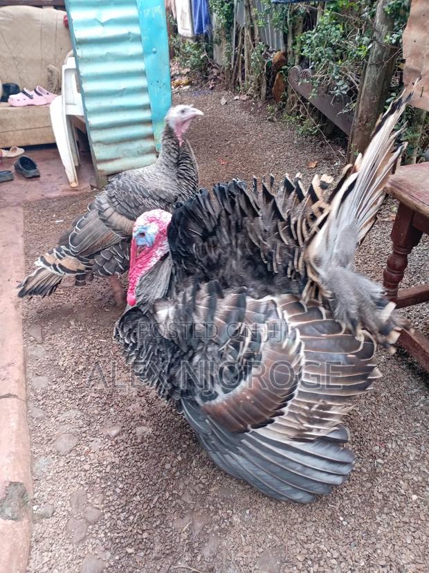 Turkey for Sale