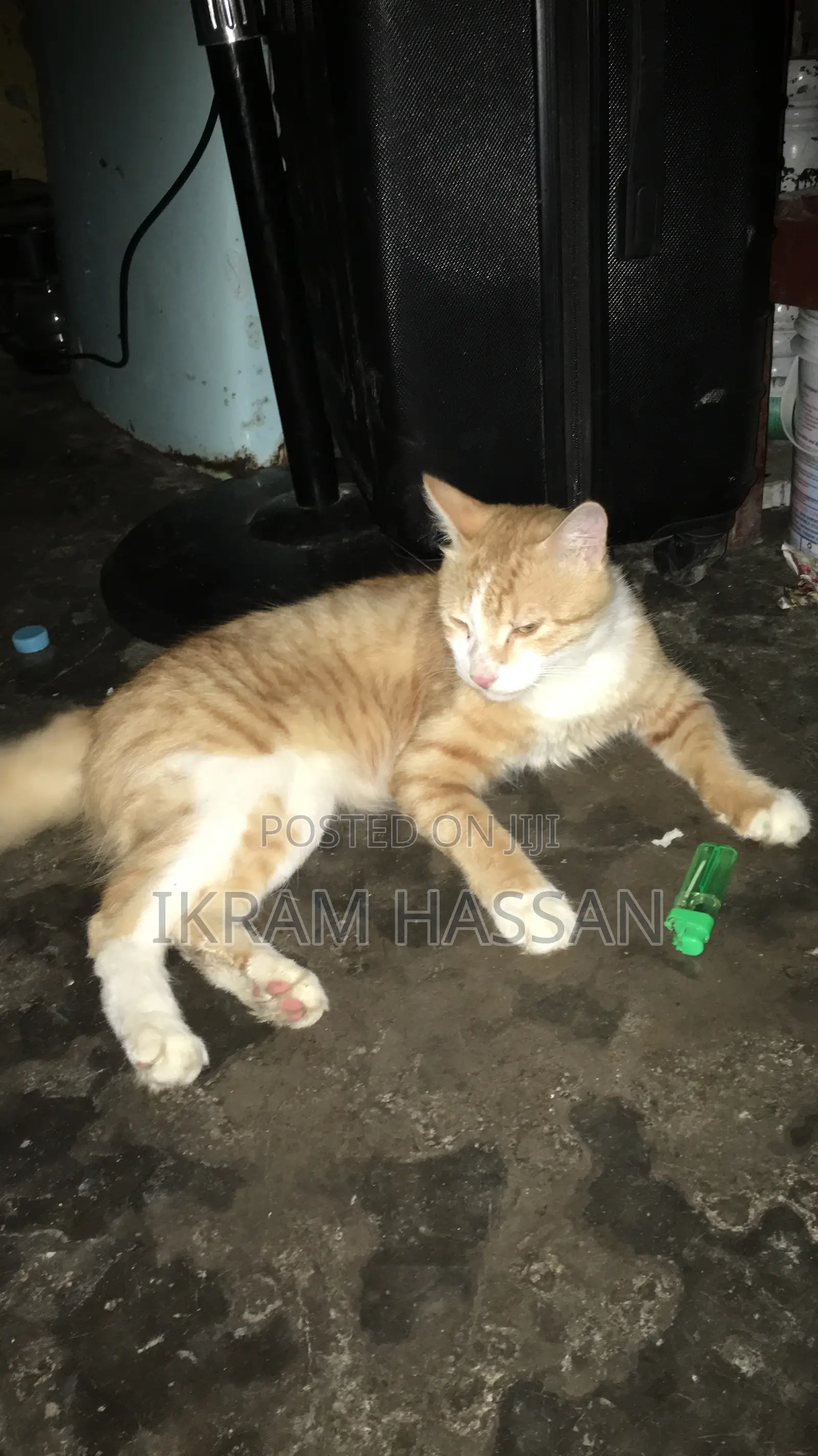 6-12 months Male Mixed Breed Maine Coon