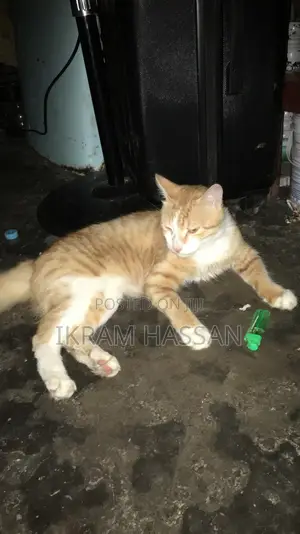 6-12 months Male Mixed Breed Maine Coon