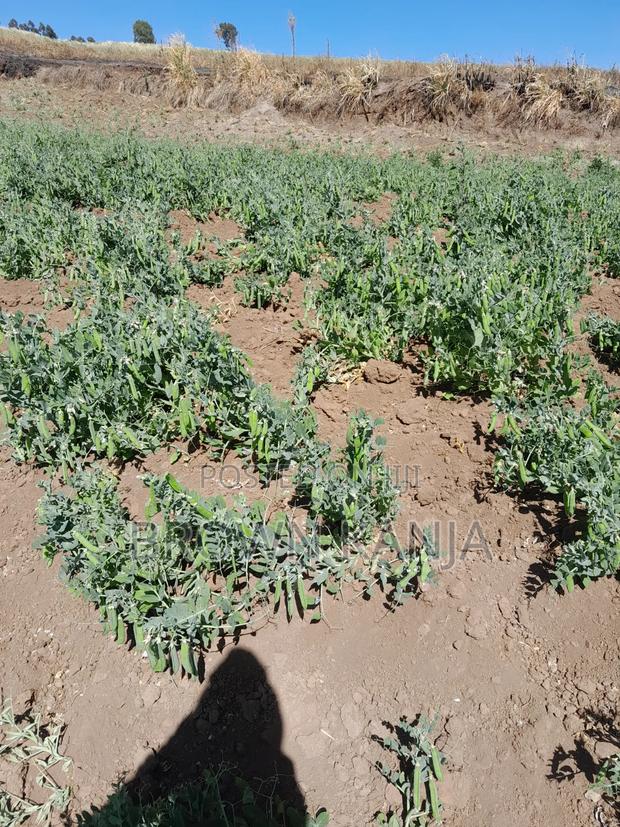 Fresh Farm Carrots - thumbnail 10