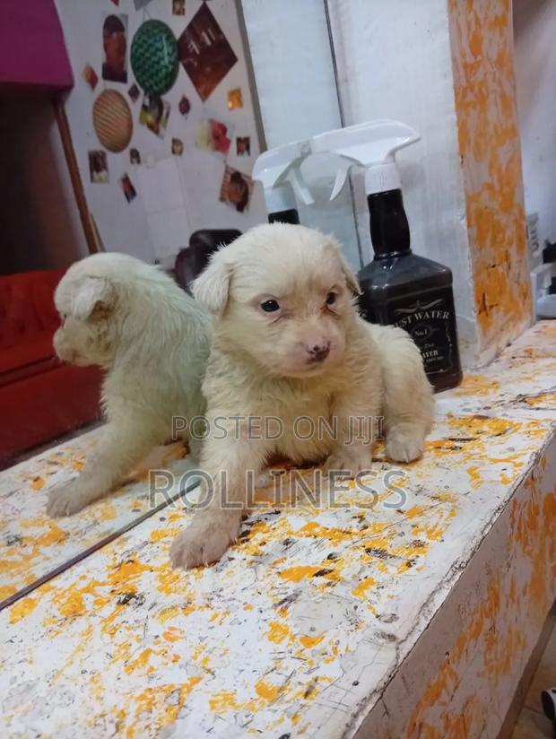 1-3 months Male Purebred Japanese Spitz