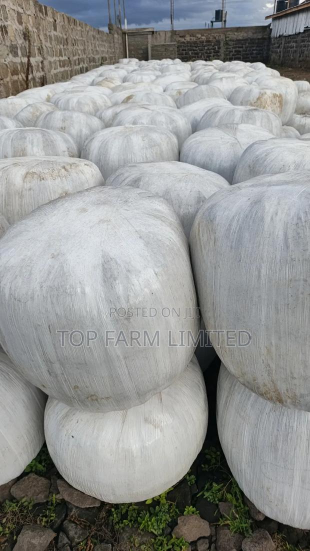 Corn Silage