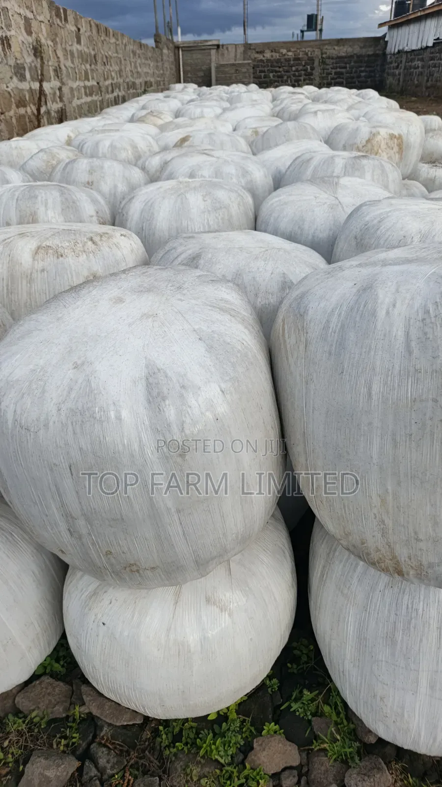 Corn Silage