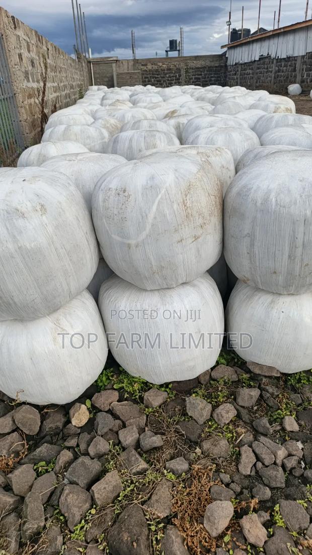 Corn Silage - thumbnail 2