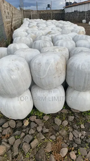 Corn Silage