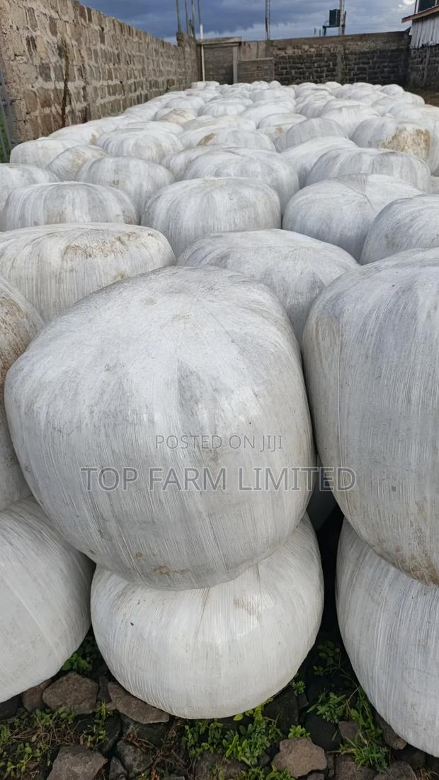 Corn Silage - thumbnail 4