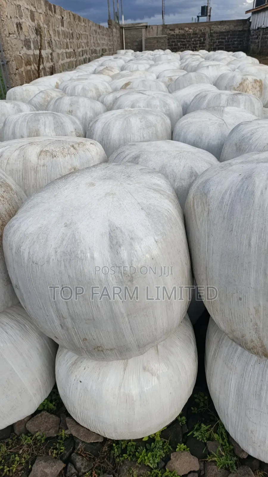 Corn Silage