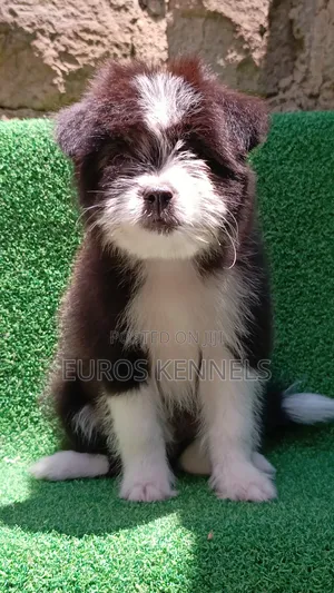 1-3 months Female Purebred Havanese