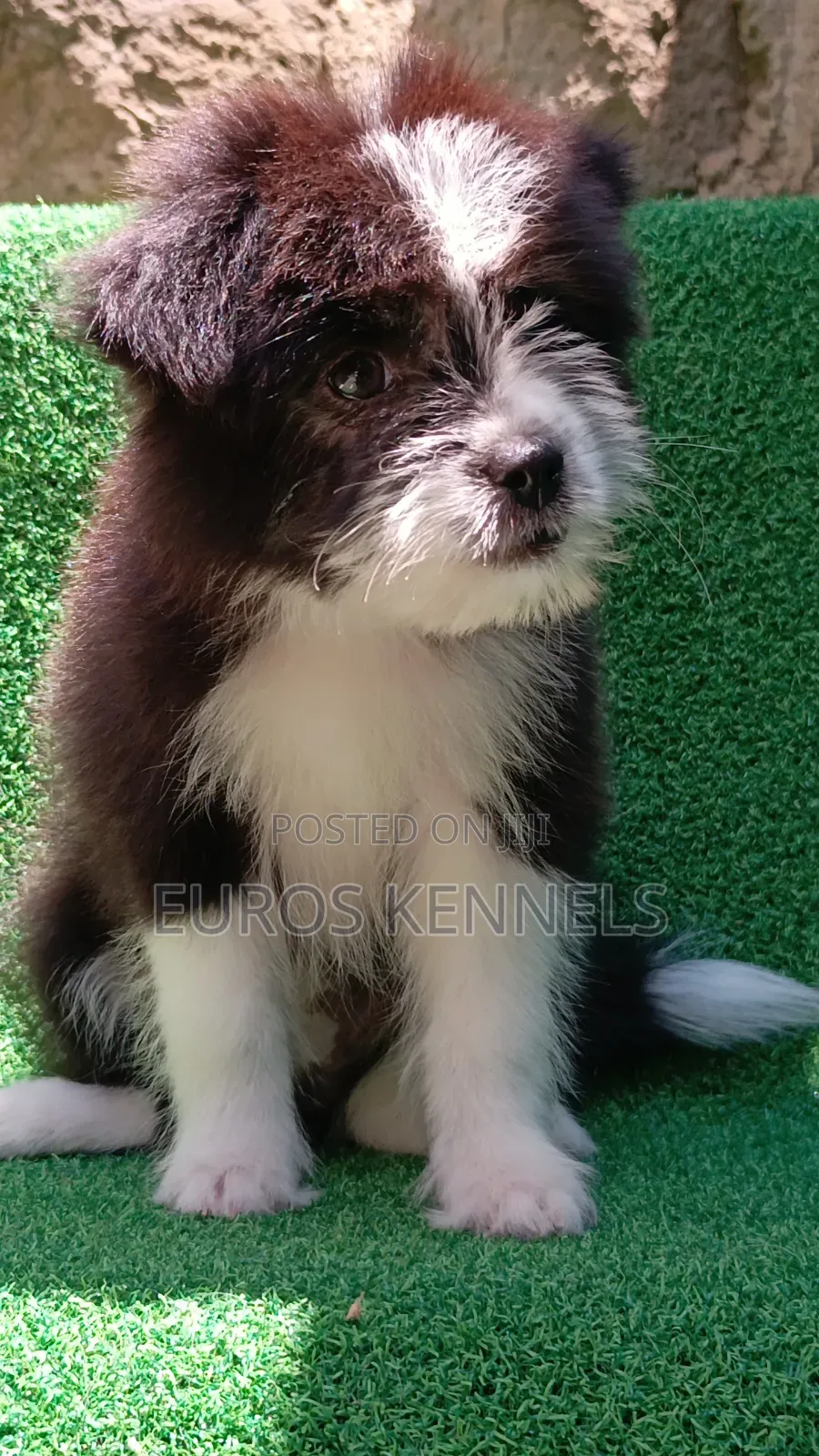 1-3 months Female Purebred Havanese