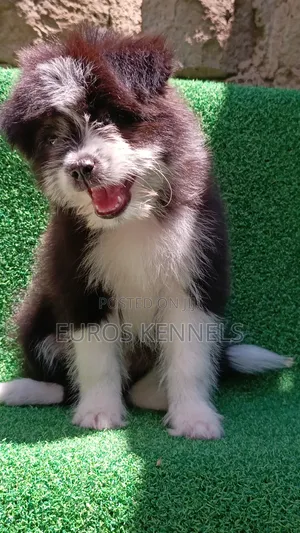 1-3 months Female Purebred Havanese