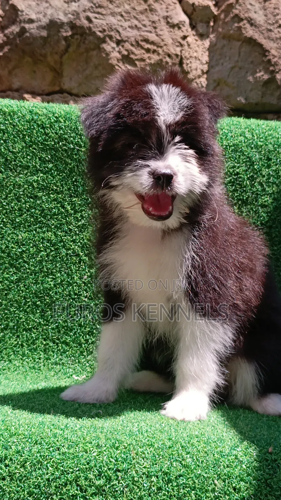 1-3 months Female Purebred Havanese