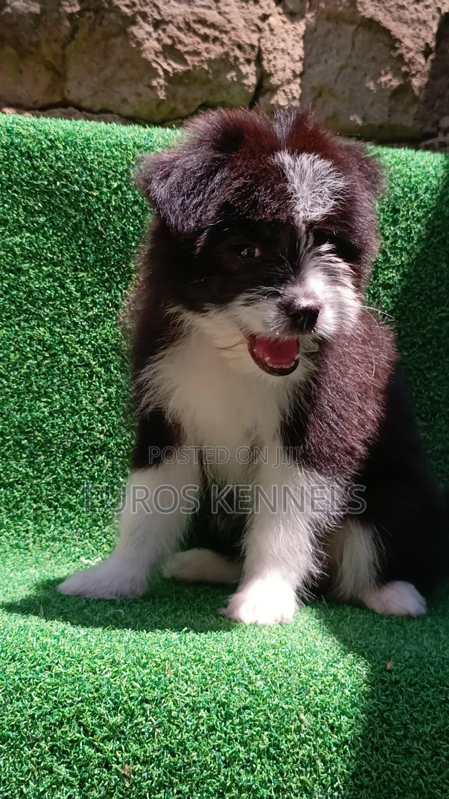 1-3 months Female Purebred Havanese
