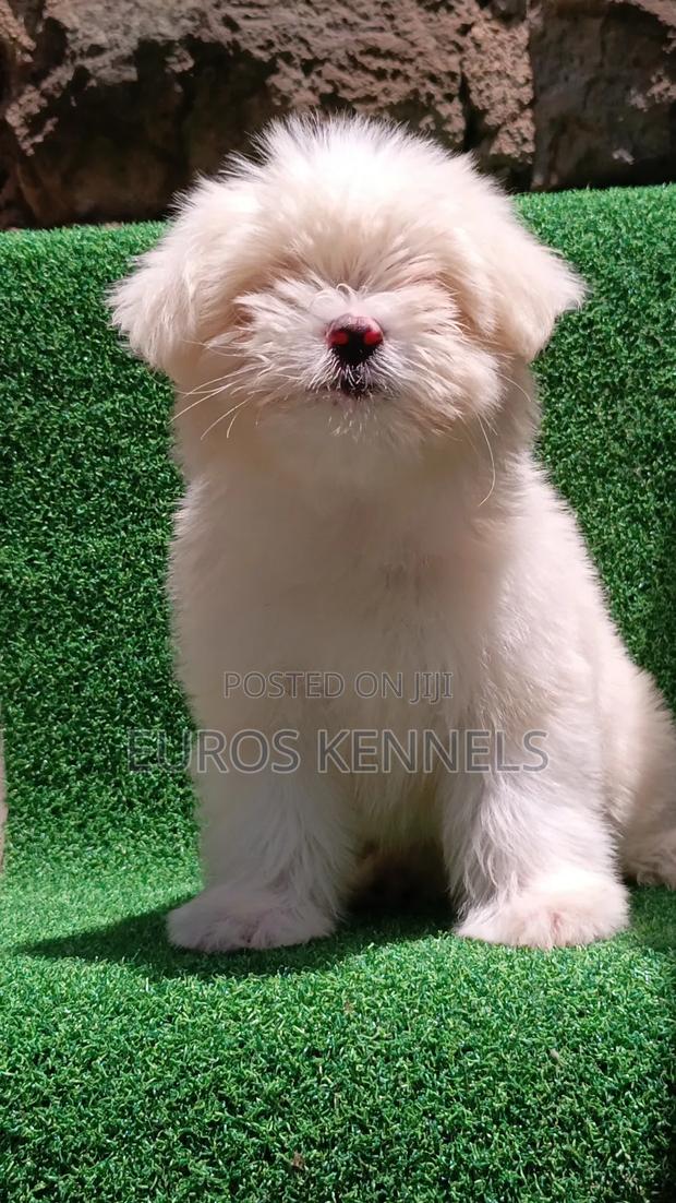 1-3 months Female Purebred Havanese