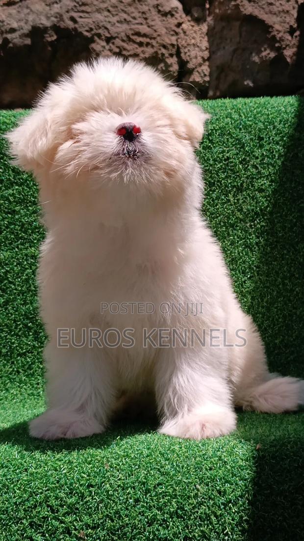 1-3 months Female Purebred Havanese - thumbnail 2