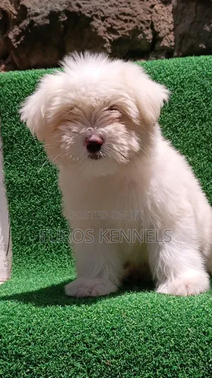 1-3 months Female Purebred Havanese