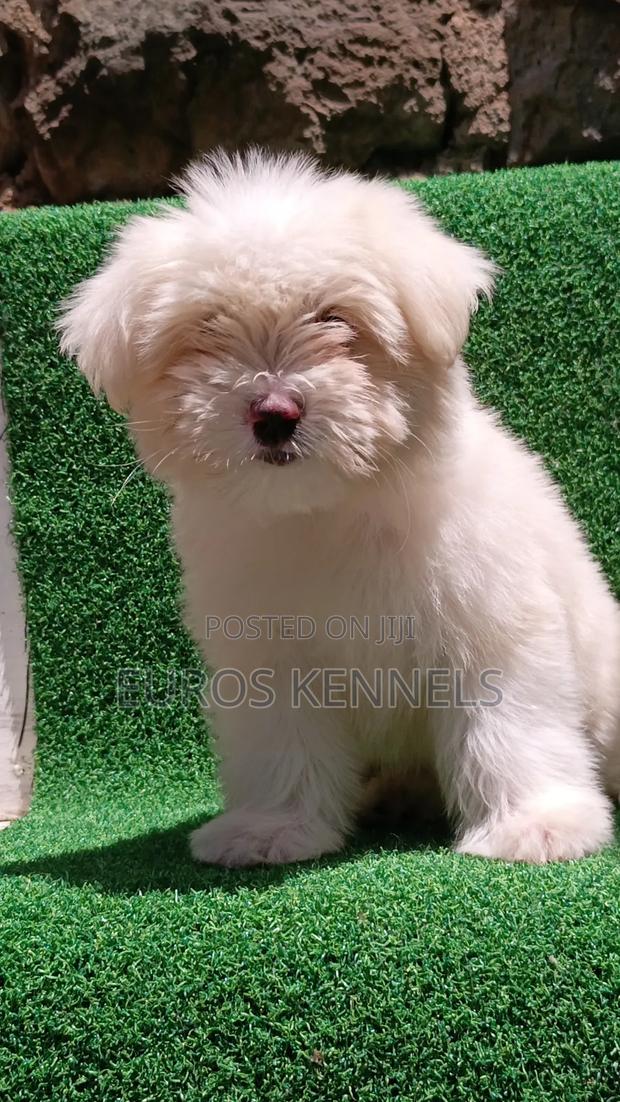 1-3 months Female Purebred Havanese - thumbnail 3