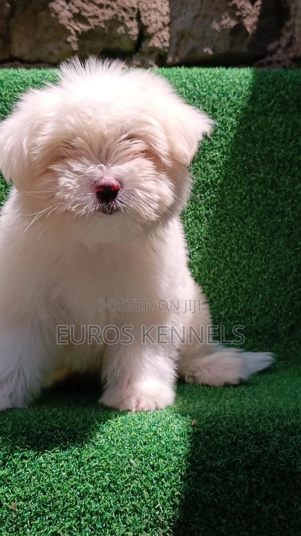 1-3 months Female Purebred Havanese - thumbnail 4