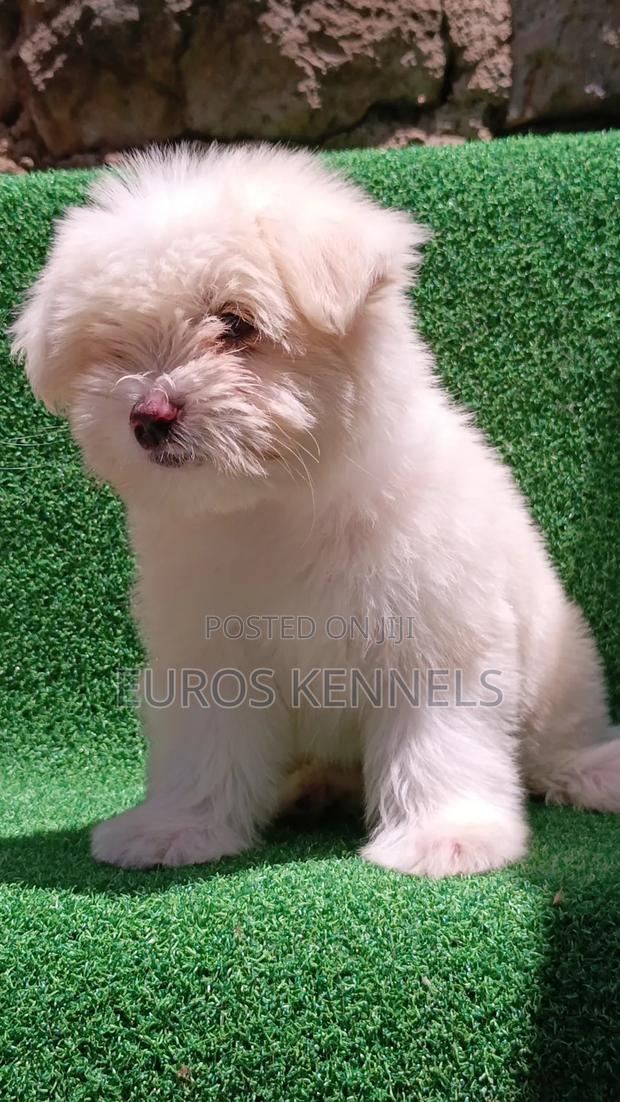 1-3 months Female Purebred Havanese - thumbnail 5