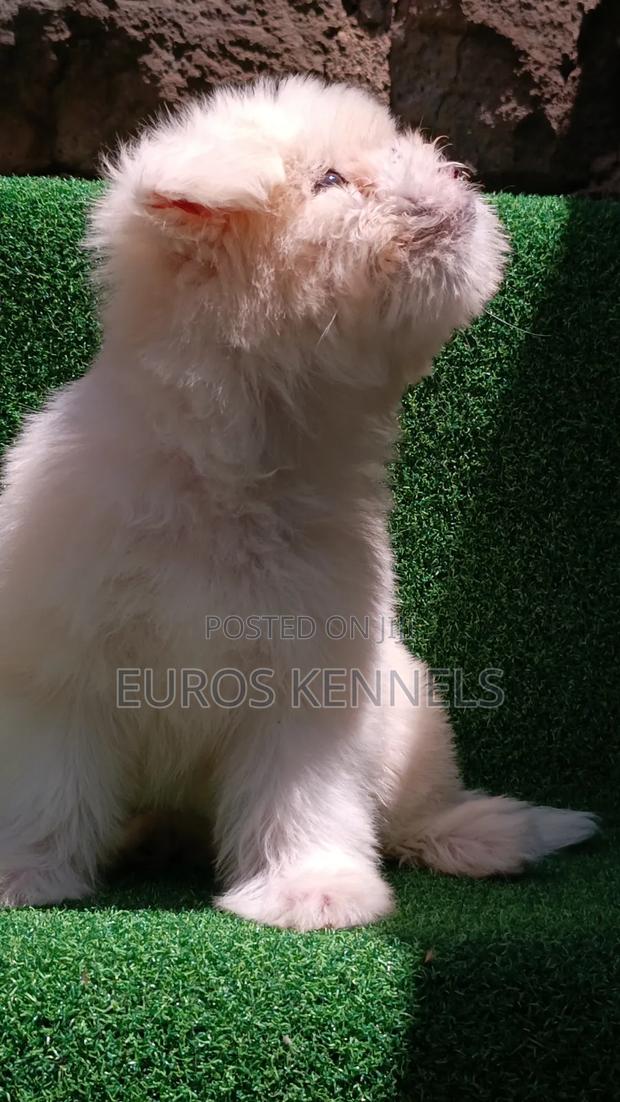 1-3 months Female Purebred Havanese - thumbnail 6